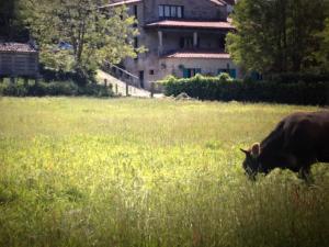 una vaca pastando en un campo de hierba alta en Casa do Ouro, en Aldán