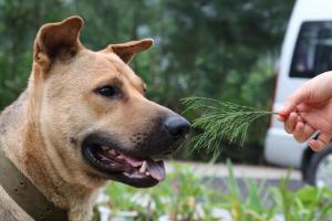 a person feeding a dog a piece of grass at Cat Ba Countryside Homestay in Cat Ba
