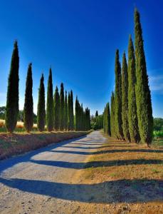 une route bordée d'arbres de chaque côté dans l'établissement Agriturismo Boschetto di Montiano, à Montiano