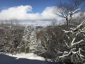 un grupo de árboles con nieve. en Skyleaf E_17 Condo, en Sugar Mountain