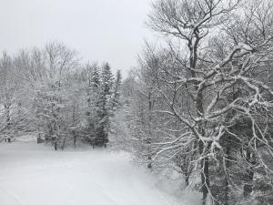 un árbol cubierto de nieve en un campo con árboles en Skyleaf E_17 Condo, en Sugar Mountain