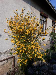 Galeriebild der Unterkunft Éva Vendégház in Tata