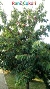 drzewo z czerwonymi jagodami na podwórku w obiekcie Resort Čokori w mieście Banja Luka
