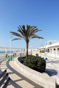 a palm tree on a sidewalk next to the beach at Apartment BlueHat Moncofa in Moncófar