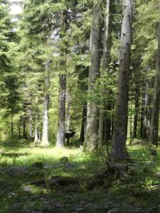 a black bear standing in the middle of a forest at Ferienhof Kreilgut in Rossleithen