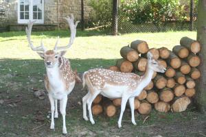 two deer standing next to a pile of logs at Tromcourt in Faubourg Saint-Germain