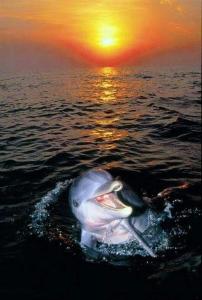 einem Delphin im Wasser mit einem Fisch im Mund in der Unterkunft Aspra al delfino bianco in Bagheria