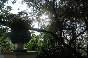a vase with a plant in it in a park at Casa Aprea in Sorrento
