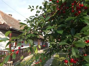 a tree full of red cherries in front of a house at Bodrogparti Vendégház Sárazsadány in Sárazsadány