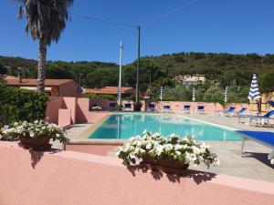 a swimming pool with two potted plants on a wall at Elbaloves Appartaments Villa in Capoliveri