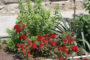 a garden with red flowers and green plants at Karin's B&B in Sisian +41 photos