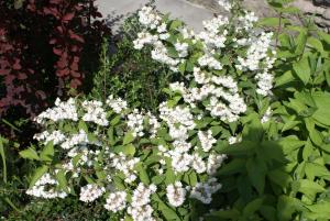 a bunch of white flowers in a garden at Karin's B&B in Sisian