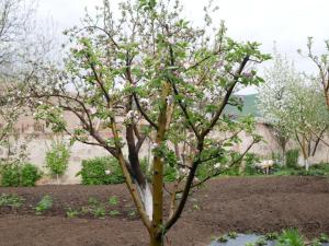 a tree with pink flowers on it in a garden at Karin's B&B in Sisian