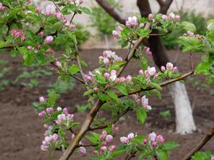 a branch of a tree with pink flowers on it at Karin's B&B in Sisian