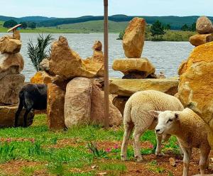 two sheep standing next to some rocks and water at Tedesco Eco Park in São Francisco de Paula