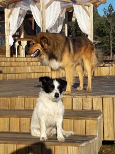 two dogs are standing on a wooden deck at Tedesco Eco Park in São Francisco de Paula
