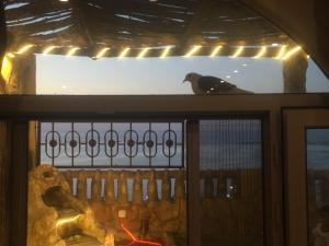 a bird sitting on the ledge of a window at Al-Madina Tower Apartments in Marsa Matruh