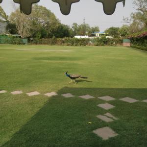 a bird that is standing in the grass at Trident Agra in Agra