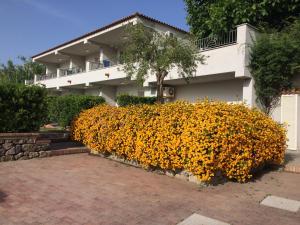 żywopłot żółtych kwiatów przed budynkiem w obiekcie Appartamenti Ischia la Sentinella w mieście Ischia