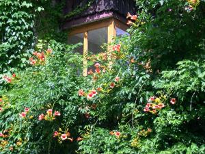 A garden outside Obergereuth Hof 1288
