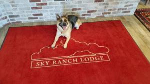 a dog standing on top of a red carpet at Sky Ranch Lodge in Sedona