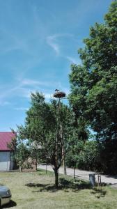 a tree with an umbrella on top of it at Domek blisko Biebrzy in Radziłów