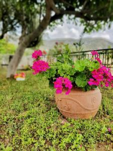 A garden outside Stavrini's House
