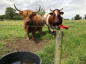 twee koeien in een veld naast een hek bij Vita Roka met extra Luxe Privé Wellness in Ursel