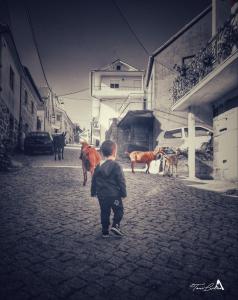 a little boy standing in a street looking at cows at Casa Celeste in Castro Daire