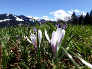 a group of flowers in the grass with mountains in the background at Nagellehen in Flachau
