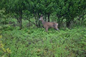 a deer standing in a field of grass at Hôtel et Studios d'Orfeuil in Bourbonne-les-Bains