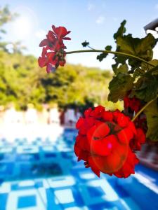 Banda czerwonych kwiatów na gałęzi obok basenu w obiekcie Casa Campestre Las Nieves w mieście San Gil