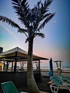 a palm tree on a deck with chairs and a gazebo at Marina City ApartHotel in Balchik +80 photos