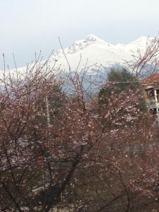una montaña cubierta de nieve a lo lejos con árboles en A casa di Antonella en Biella