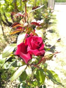 Zahrada ubytování Rosegarden