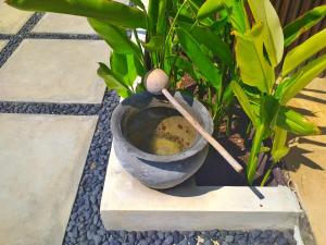 een plant in een vaas zittend op een kiezel bij Divine Divers Gili Meno in Gili Meno
