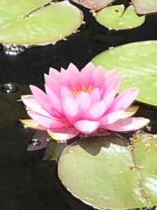 Afbeelding uit fotogalerij van Haus Adams - das Wohlfühl Gästehaus in Boppard