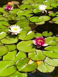 Afbeelding uit fotogalerij van Haus Adams - das Wohlfühl Gästehaus in Boppard