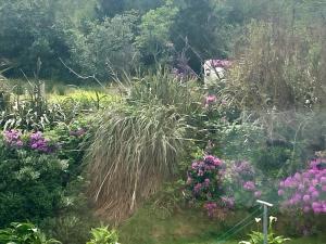 Buttermilk Lodge Guest Accommodation في كليفدين: حديقة بها الزهور الأرجوانية والعشب