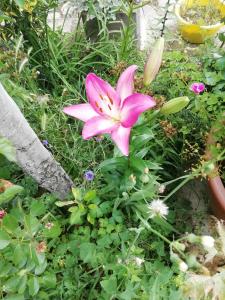 a pink flower in a garden with other plants at Casa Darius in Orşova
