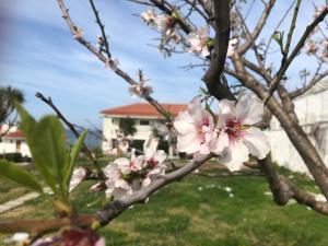 Zahrada ubytování Diomare Villas