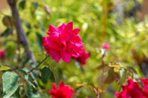 A garden outside Enticing, Cosy, Rooftop Studio Athens Centre! EP9T
