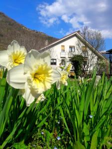 a group of white flowers in front of a house at Casa Vacanze Santa Perpetua in Tirano