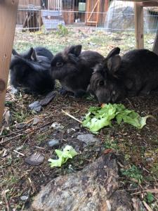 Zvieratá v apartmáne alebo blízkom okolí