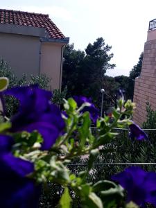 Ein paar lila Blumen im Garten in der Unterkunft Apartmani i soba Andrijasevic in Makarska