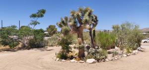 Galeriebild der Unterkunft Joshua Tree Bugalow - Downtown in Joshua Tree