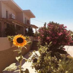 A garden outside Theodosia Studios