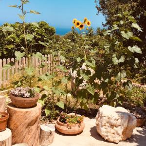 A garden outside Theodosia Studios
