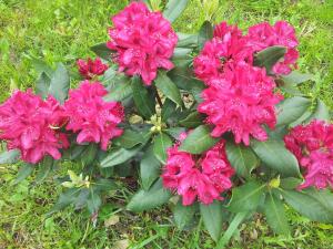 Gallery image of Penzion Piano Ranch in Mladá Boleslav +14 photos