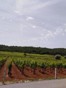 a vineyard with a bunch of green vines at Apartment Sv. Marak in Risika